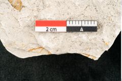 Foto (Detailansicht) von Phyllocladus asplenioides Ettingshausen 1887 (NHMW-GEO-2024-0188-10353)